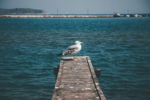 Gull on the pier Stock Photos