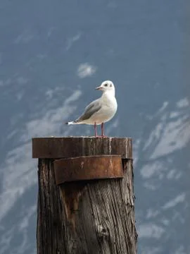 Gull on the piling Stock Photos
