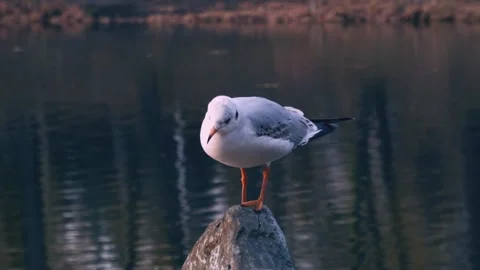 Gull On A Pond Vidéo 146587278