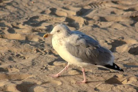 Gull portrait at sunset Stock Photos