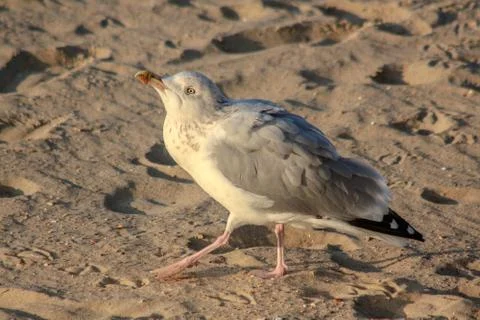 Gull portrait at sunset Stock Photos