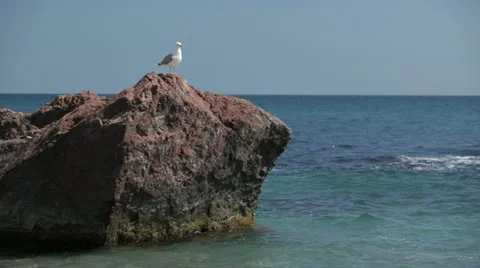 Gull posing on a rock in the sea. Stock Footage 22156004