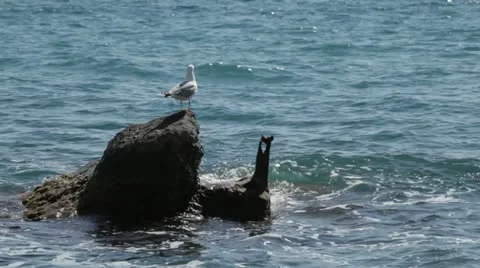 Gull posing on a rock in the sea. Stock Footage 22156513