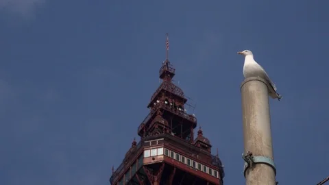 Gull on post Blackpool a seaside resort North England tower UK 4K Stock Footage 107634720