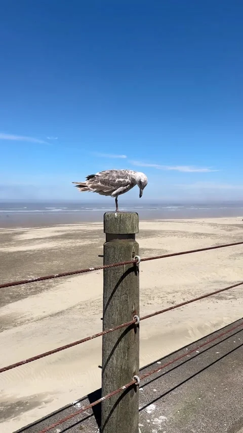 Gull on Post Nye Beach Newport Oregon Stock Footage 312421149