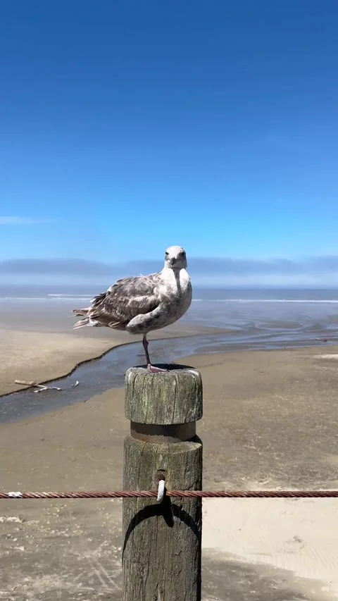 Gull on Post Nye Beach Newport Oregon Stock Footage 312421193