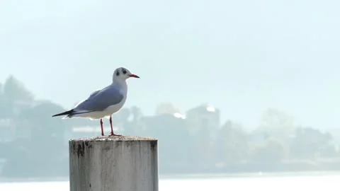 Gull on a post in the water. Stock Footage 225960862