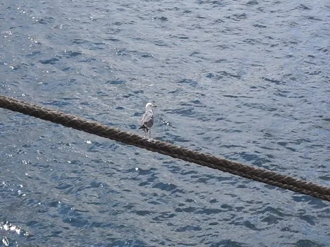 Gull preening its feathers Vídeo Stock 81198740