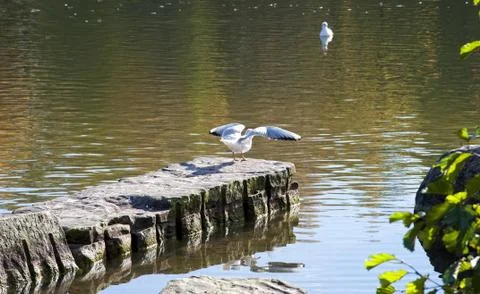 Gull ready to flight Stock Photos