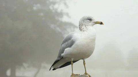 Gull at rest Stock Footage 603537