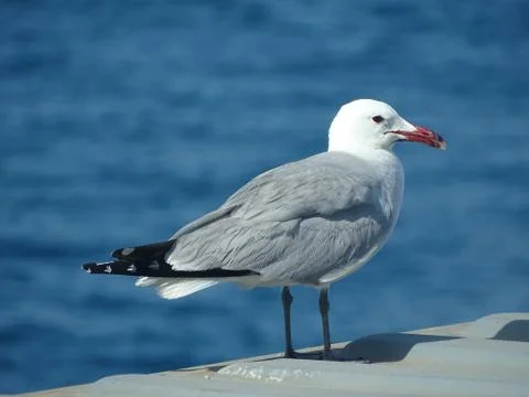Gull resting on a Grey Freight Container Foto stock