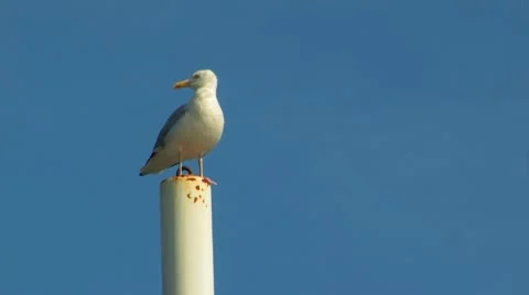 Gull resting on a rusty pole Video stock 8836745