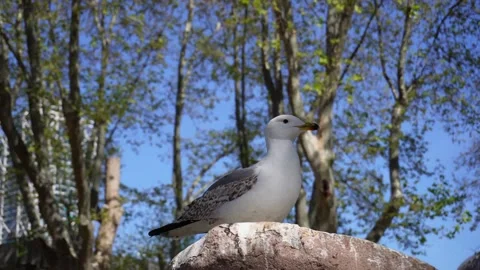 Gull rests on rock Stock Footage 178512810