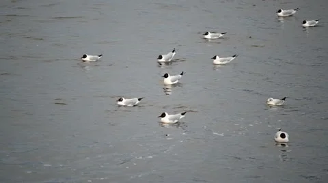 Gull river Stock Footage 10862653