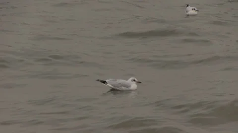 Gull on river Stock Footage 30485566
