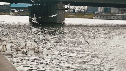 Gull on the River Stock Footage 105475415