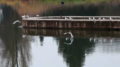 Gull river HD Stock Footage 33824943