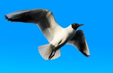 Gull river Foto stock