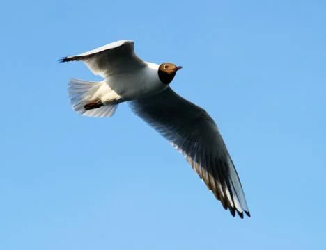 Gull river Stock-Fotos