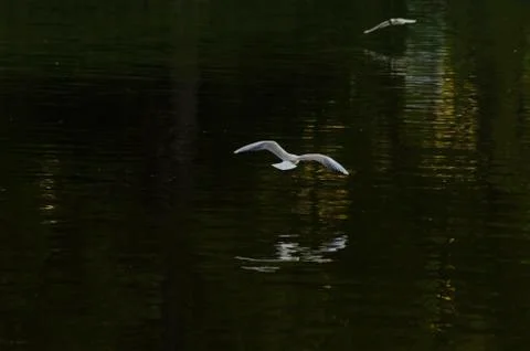 Gull on the river Stock Photos