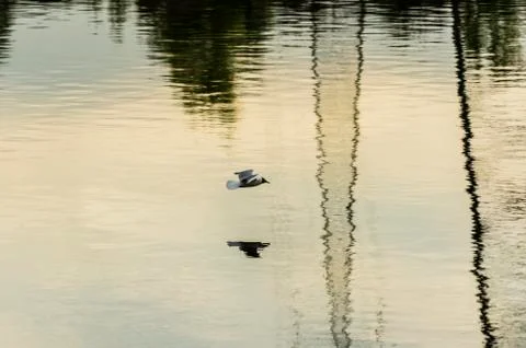 Gull on the river Stock Photos