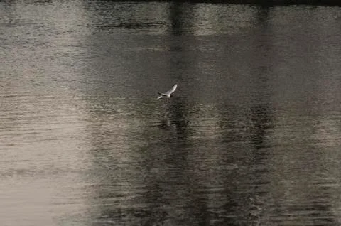 Gull on the river Stock Photos