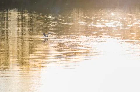 Gull on the river Stock Photos