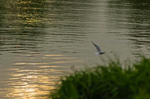 Gull on the river Stock Photos