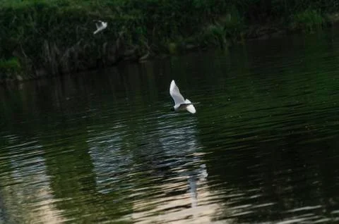 Gull on the river Stock Photos