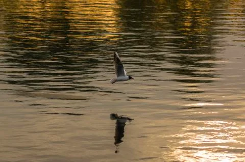 Gull on the river Stock Photos