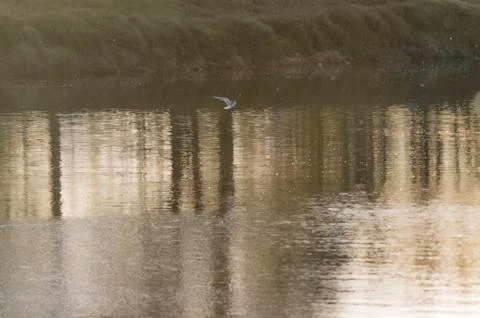 Gull on the river Foto stock