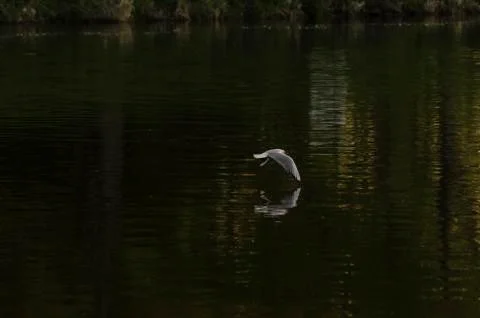 Gull on the river Foto stock