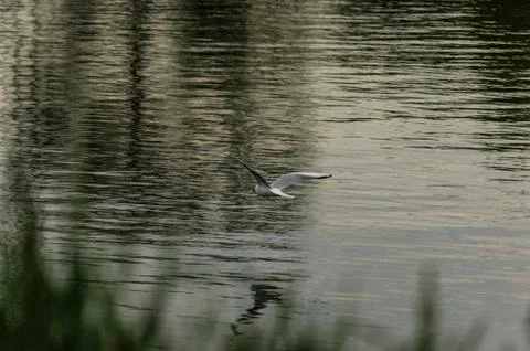 Gull on the river Stock Photos