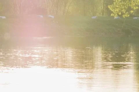Gull on the river Stock Photos