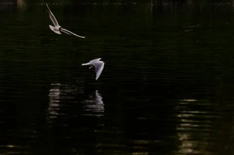 Gull on the river Stock Photos