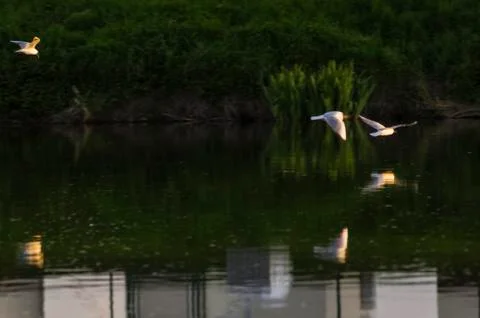 Gull on the river Stock Photos