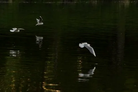 Gull on the river Stock Photos