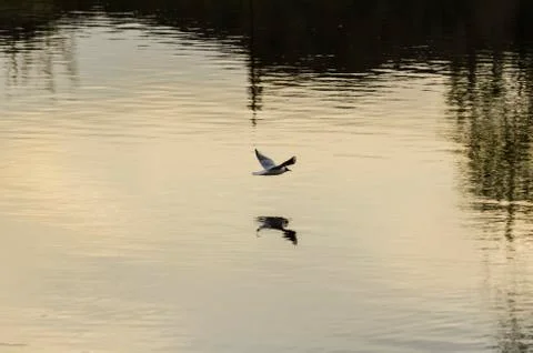 Gull on the river Stock Photos