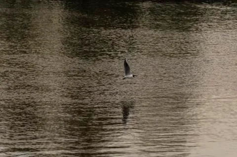 Gull on the river Stock Photos