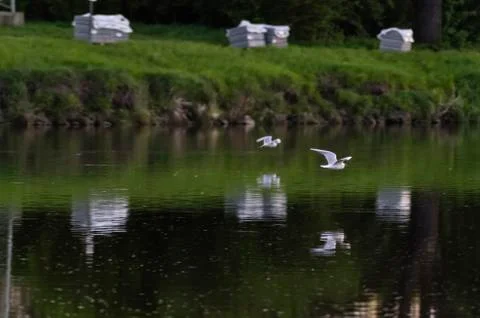 Gull on the river Foto stock