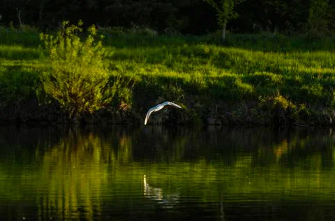 Gull on the river Stock Photos