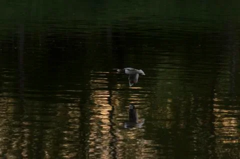 Gull on the river Stock Photos