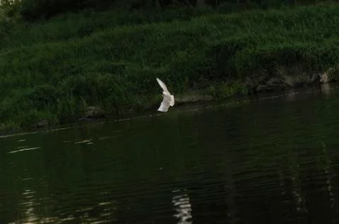 Gull on the river Stock Photos