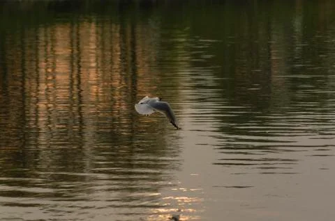 Gull on the river Stock Photos