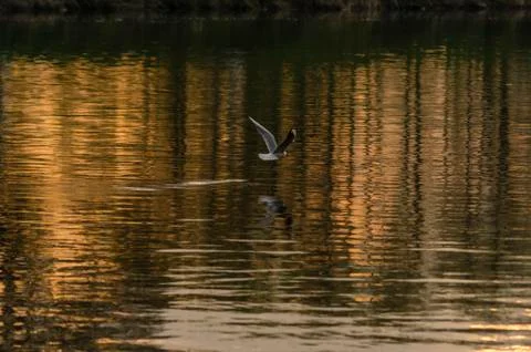 Gull on the river Stock Photos