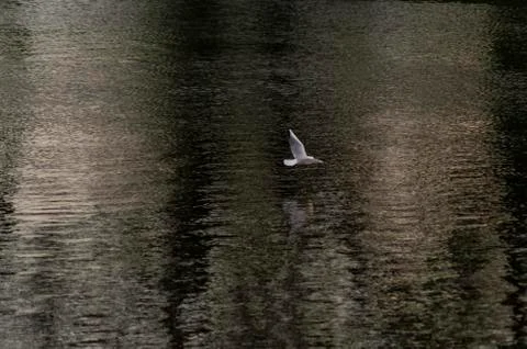 Gull on the river Stock Photos