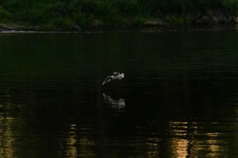 Gull on the river Stock Photos
