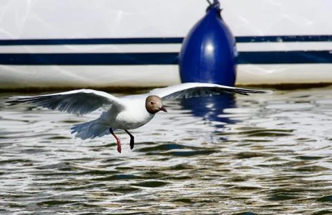 Gull river! Stock Photos