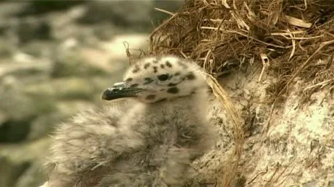 Gull on a rock chick Video stock 8987566