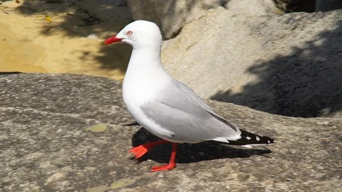 Gull on rock Stock Footage 85489943